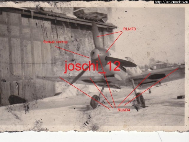 окрас кока филип.jpg